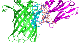 GFP nanobody