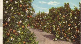 historic orange grove in socal