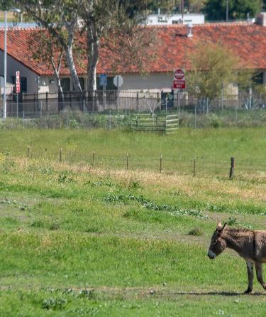 Equine in the Field