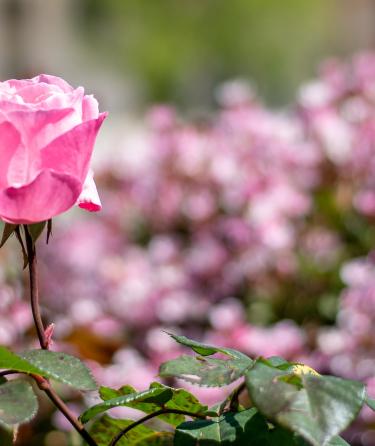 Pink Rose