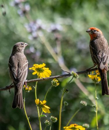 Couple of Birds Close Up