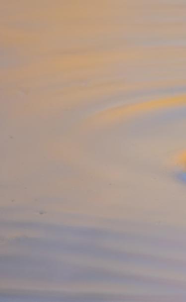 Turtle with his Head Out of the Water