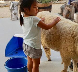 Kid Touching a Sheep