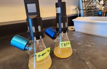 An image of bacterial culture in special flasks.