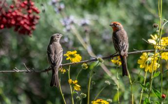 Couple of Birds Close Up