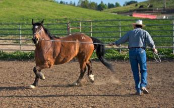 Man Training a Horse