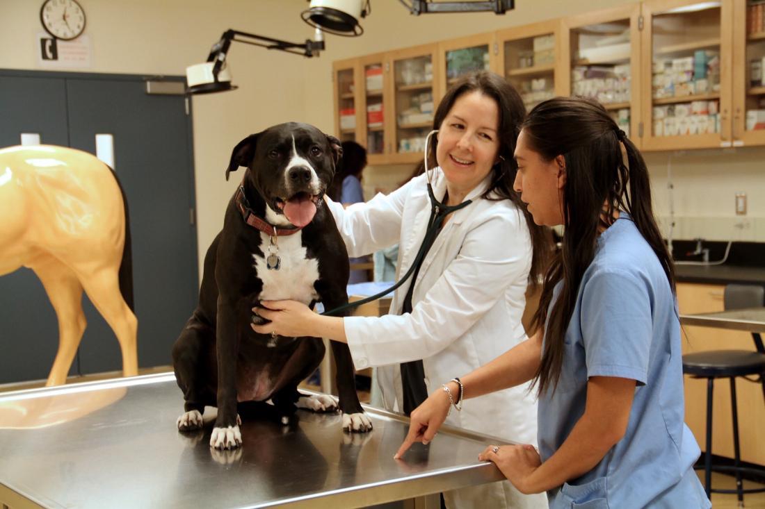 veterinary with a dog 