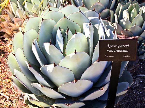 Agave Plant