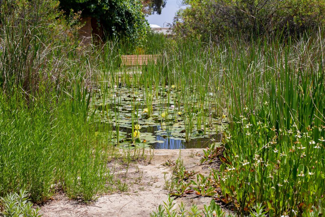 Small Pond