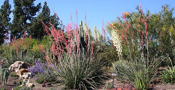 Photo of the Botanical Garden Flowers