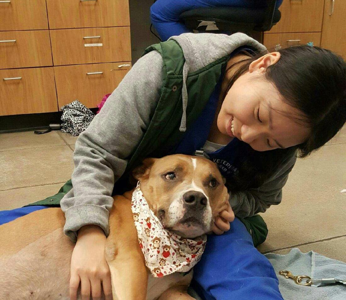 pre-veterinary medicine student holding a recovering dog