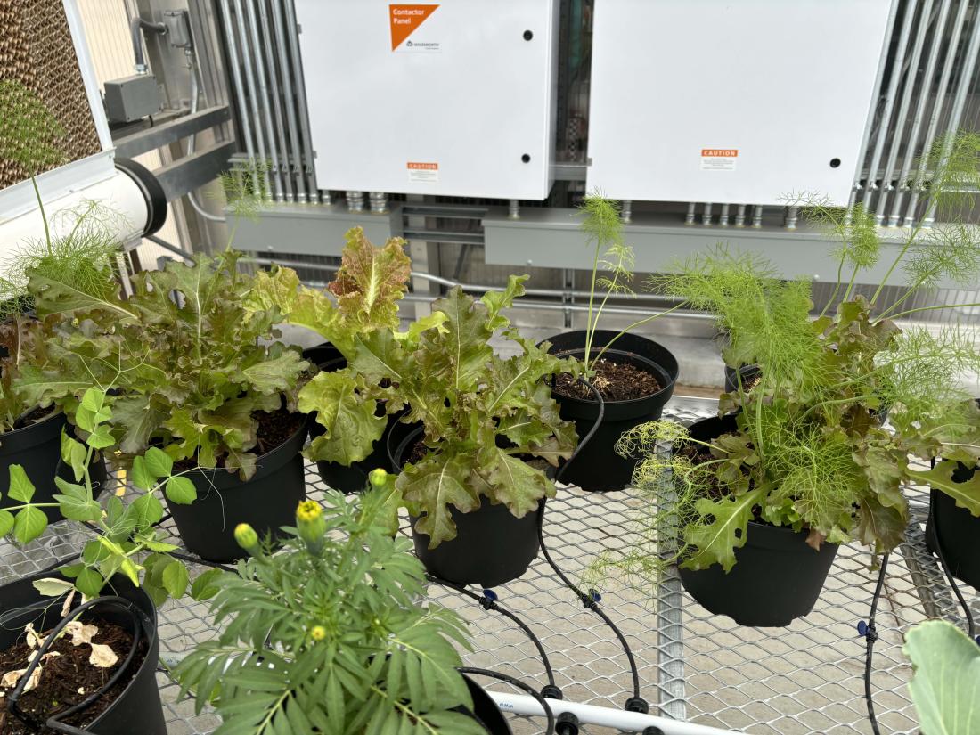 plants