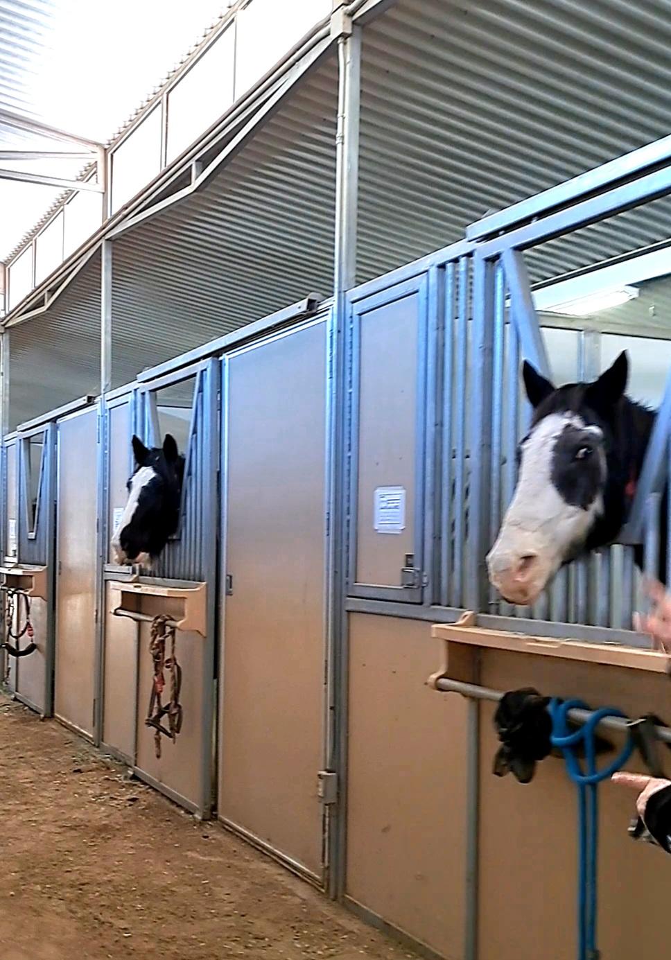 horses in stalls