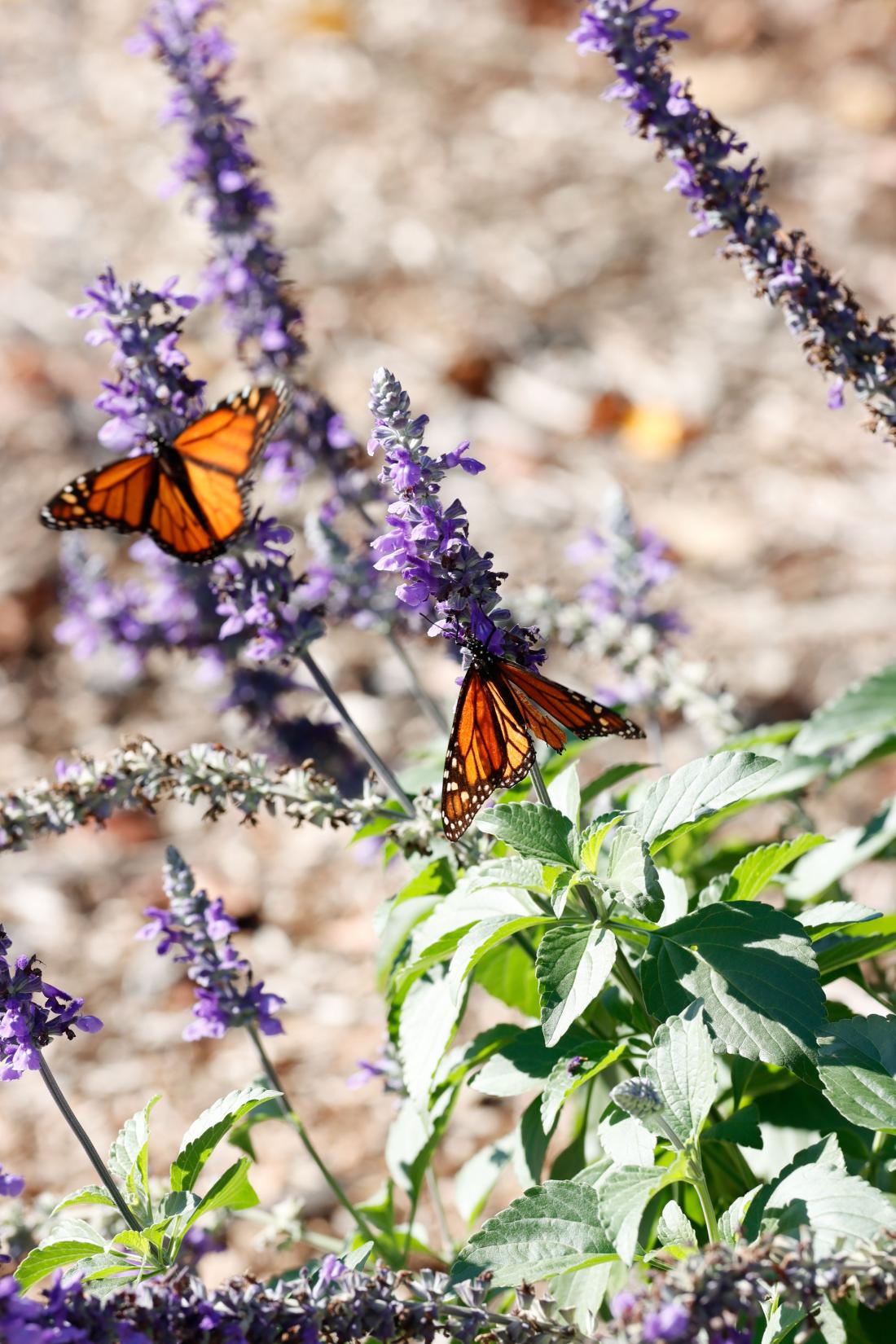 Summer_2025_Schedule_Butterflies