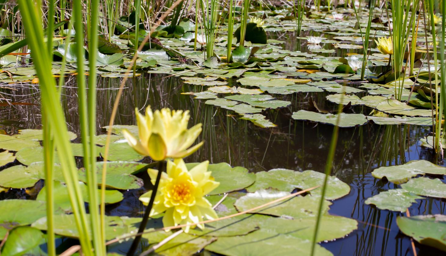 Pond Close View