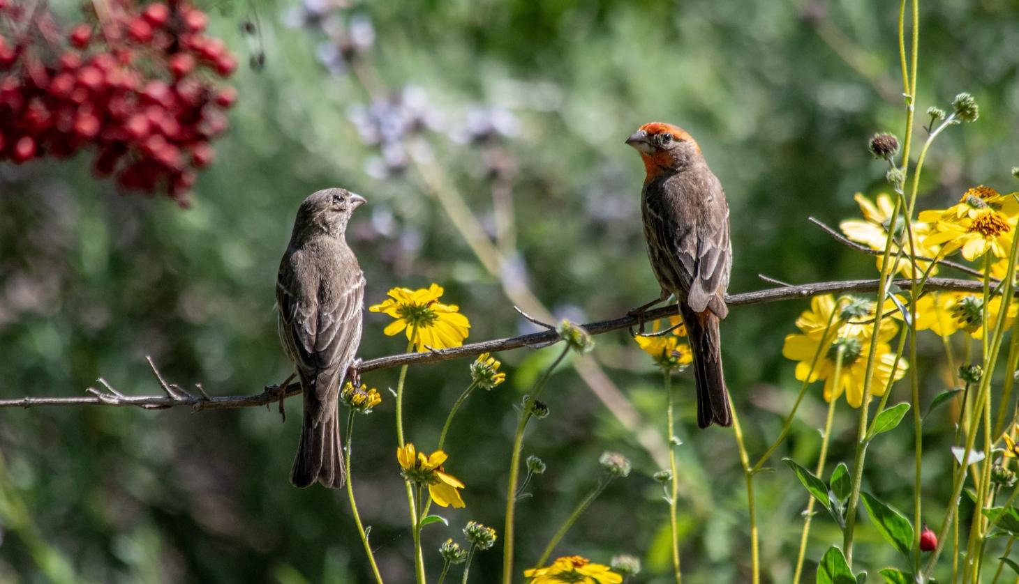 Couple of Birds Close Up