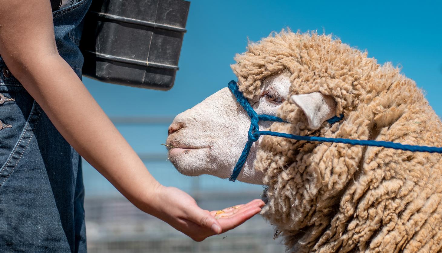 Feeding a Lamb