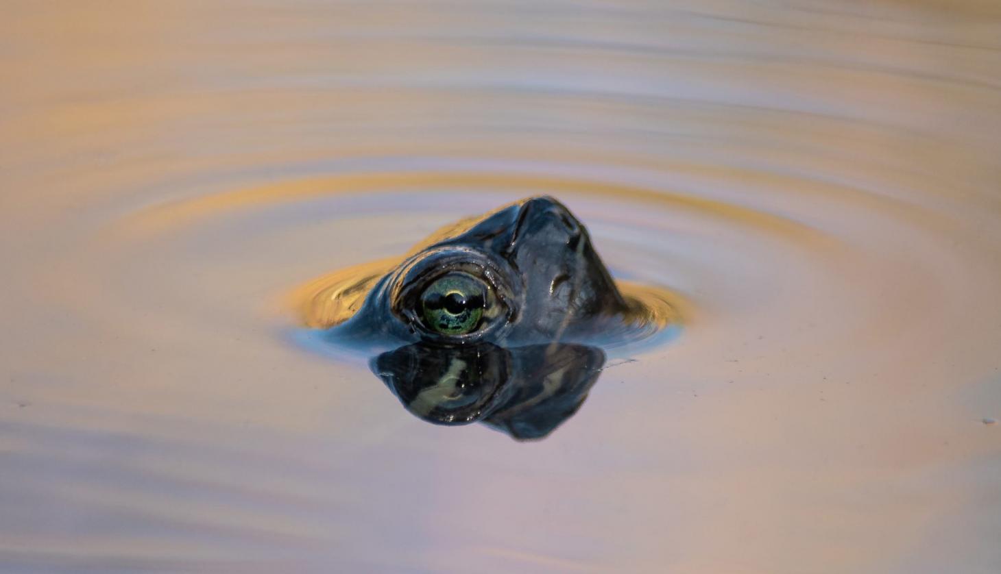 Turtle with his Head Out of the Water