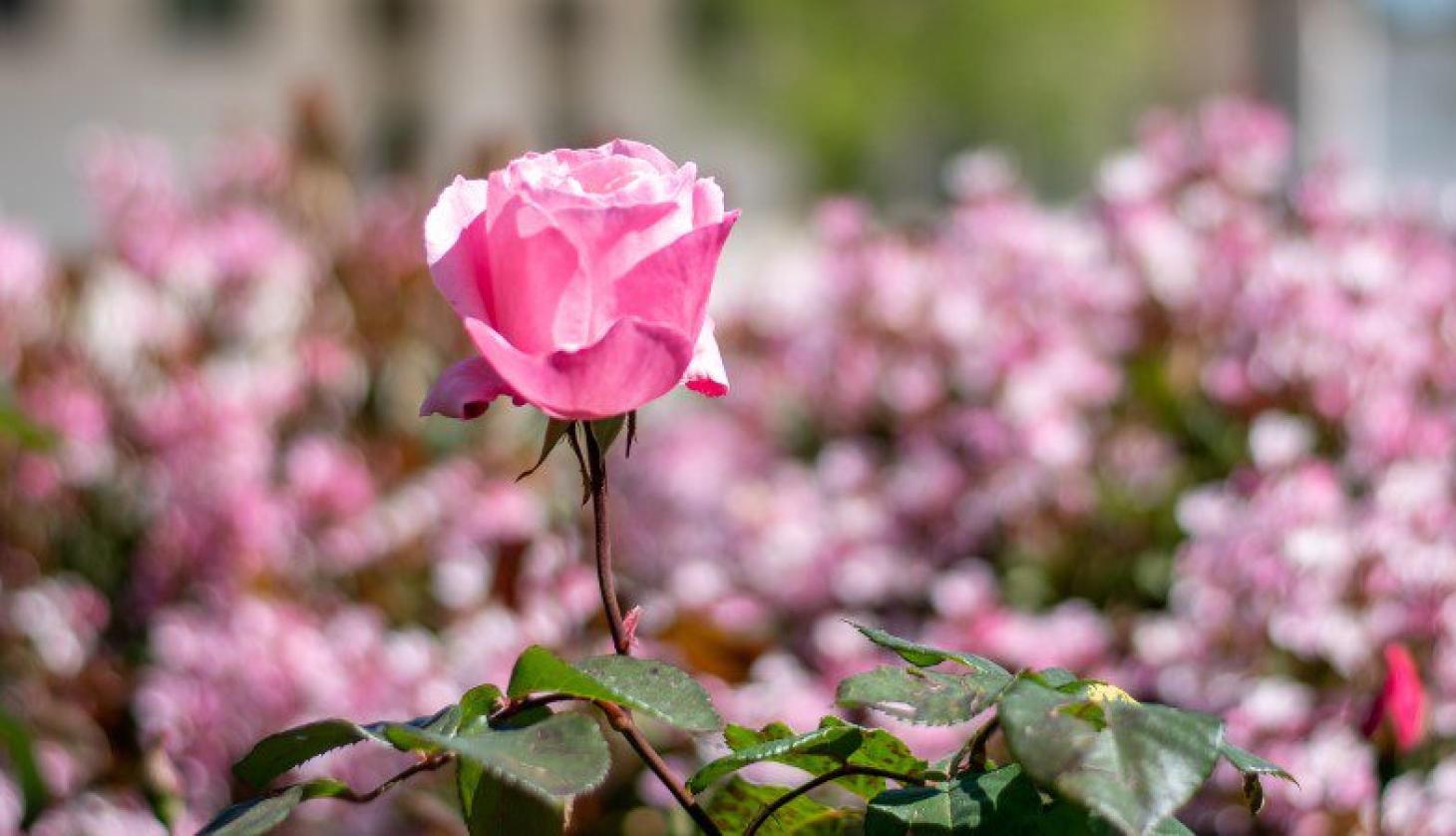 Pink Rose